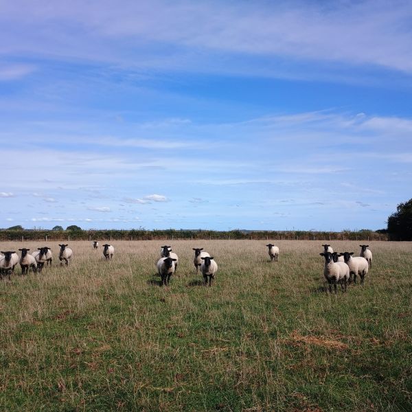 Field with sheep facing the camera